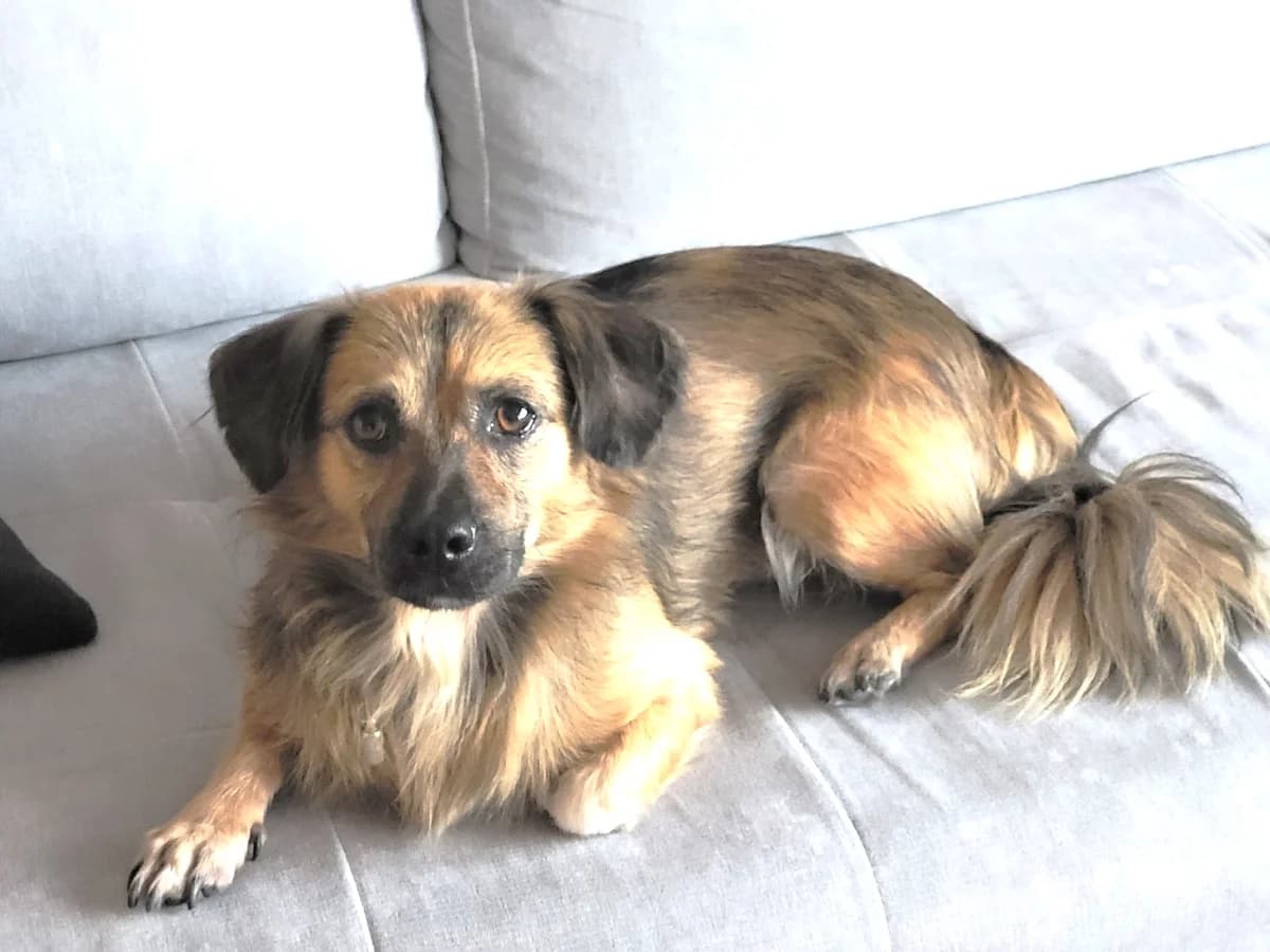 Pyp (vermittelt), male 7yo Mixed Breed for adoption at Tierschutzverein Second Chance Dogs e.V., Zornheim