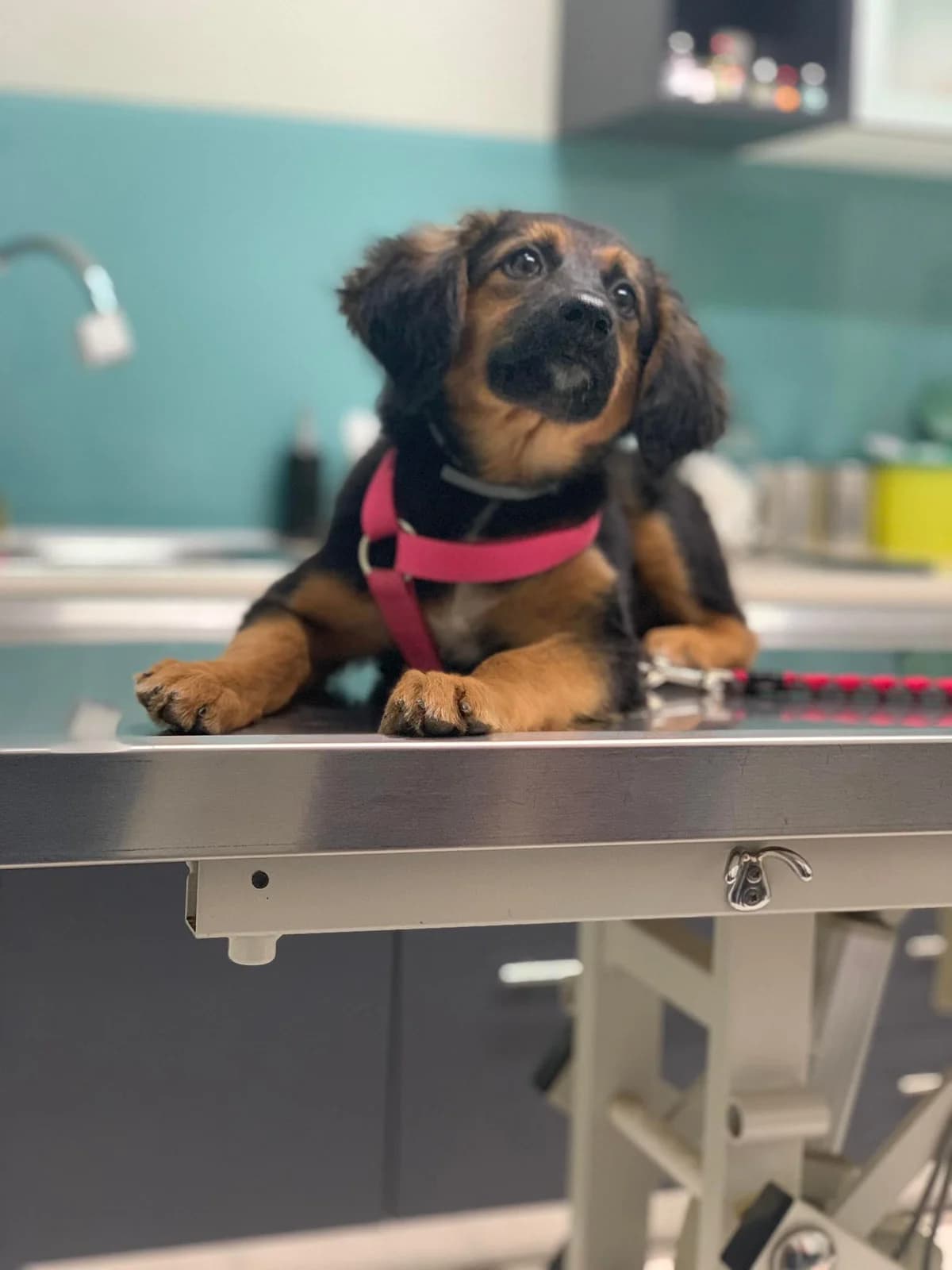 Loulou (vermittelt), female Mixed Breed for adoption at Tierschutzverein Second Chance Dogs e.V.