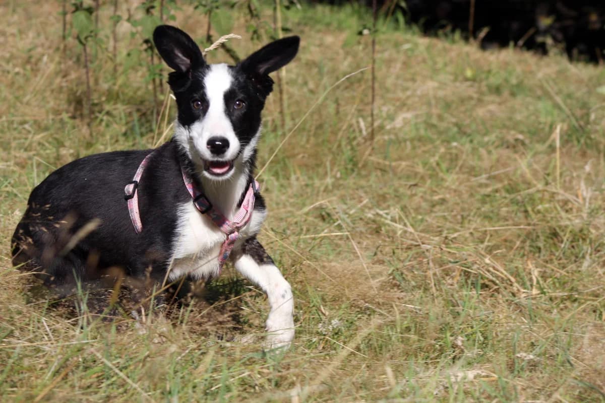 Tamena (vermittelt), female 4yo Border Collie for adoption at Tierschutzverein Second Chance Dogs e.V., Zornheim