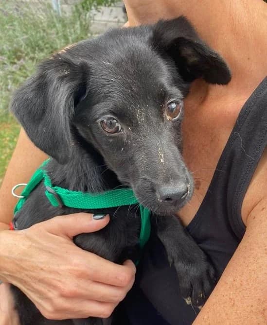 Lionnie (vermittelt), female Mixed Breed for adoption at Tierschutzverein Second Chance Dogs e.V.