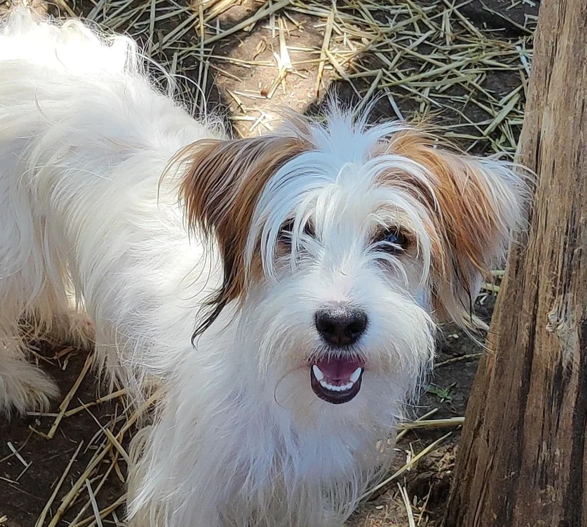 Marilou (vermittelt), female Mixed Breed for adoption at Tierschutzverein Second Chance Dogs e.V.