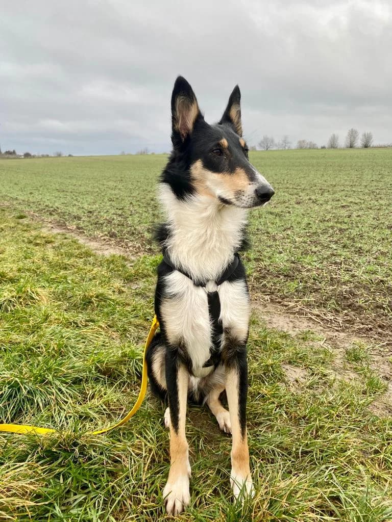 Aramis (vermittelt), male Mixed Breed for adoption at Tierschutzverein Second Chance Dogs e.V.