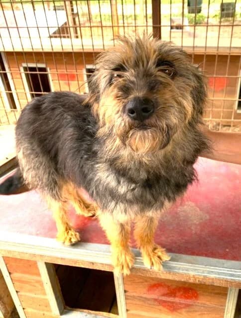 Mindi (vermittelt), female Mixed Breed for adoption at Tierschutzverein Second Chance Dogs e.V.