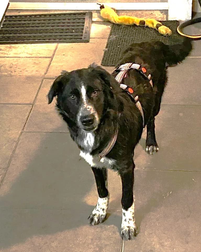 Duffel (Vermittelt), male Mixed Breed for adoption at Tierschutzverein Second Chance Dogs e.V.