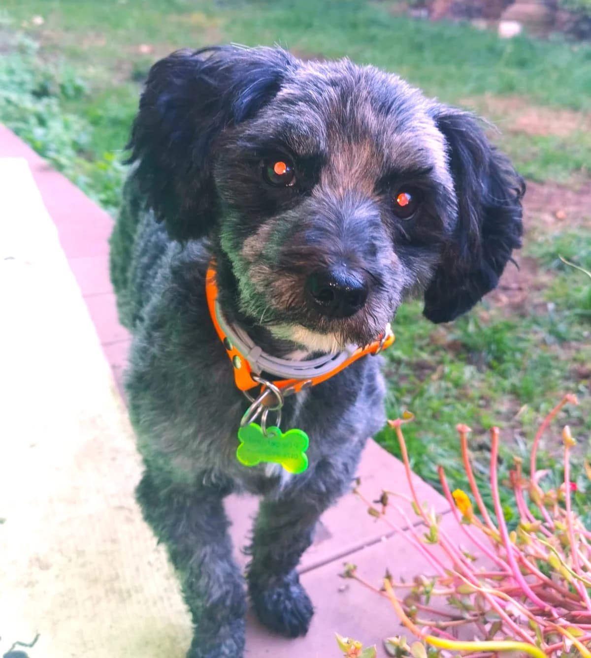 Zuluf (vermittelt), male 6yo Mixed Breed for adoption at Tierschutzverein Second Chance Dogs e.V., Zornheim