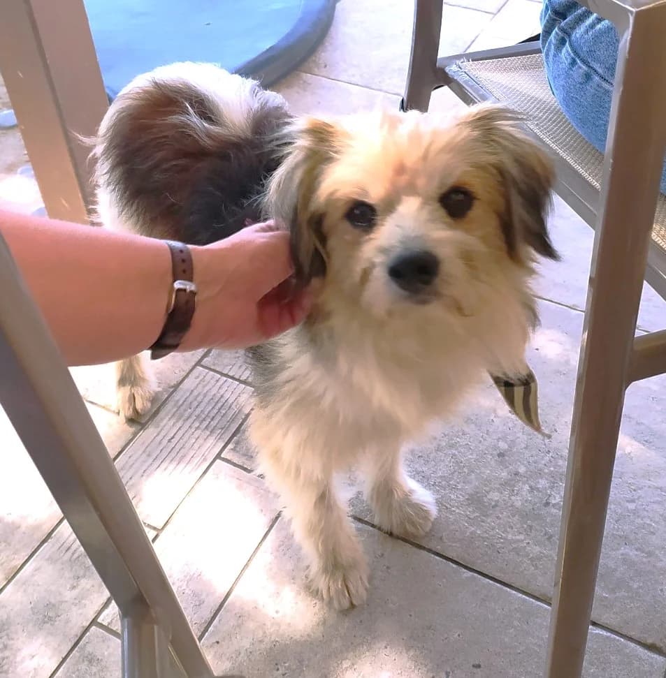 Lino (vermittelt), male Mixed Breed for adoption at Tierschutzverein Second Chance Dogs e.V.