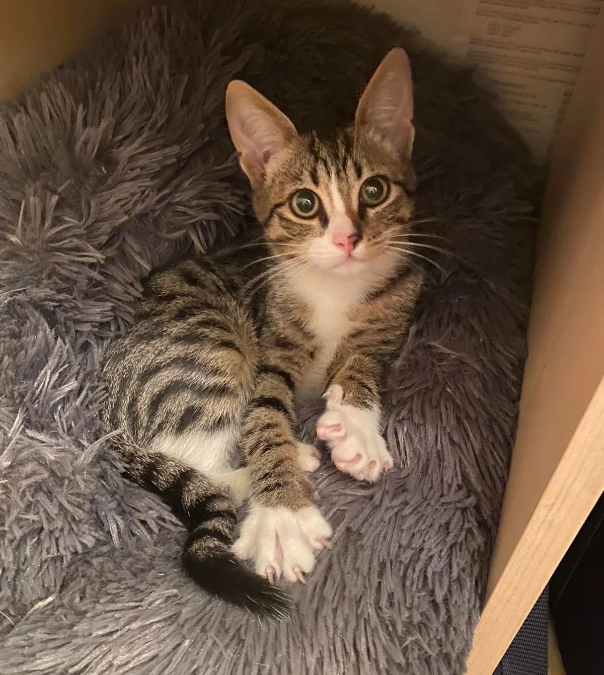 Mogli (Vermittlungshilfe) vermittelt, male mixed breed for adoption at Tierschutzverein Second Chance Dogs e.V.