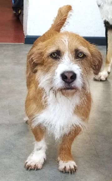 Kalle (vermittelt), male Mixed Breed for adoption at Tierschutzverein Second Chance Dogs e.V.