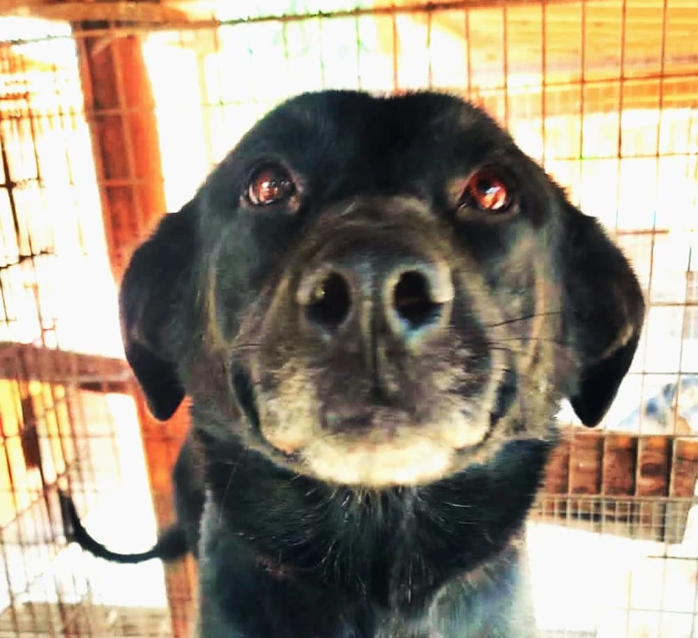 Änne (vermittelt), female Labrador Retriever for adoption at Tierschutzverein Second Chance Dogs e.V.