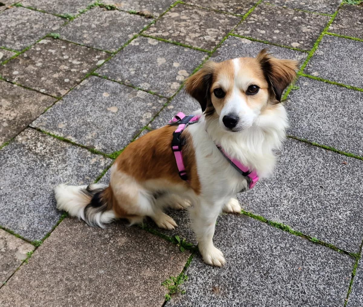 Hila (vermittelt), male 7yo Mixed Breed for adoption at Tierschutzverein Second Chance Dogs e.V., Zornheim