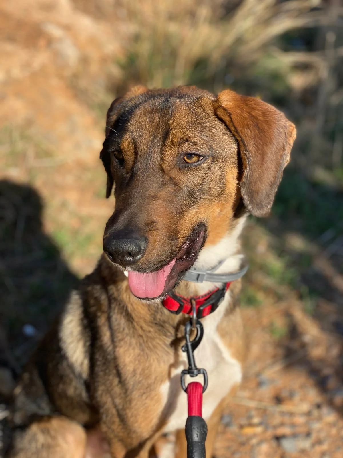 Lucky K, male 5yo Mixed Breed for adoption at Tierschutzverein Second Chance Dogs e.V., Zornheim