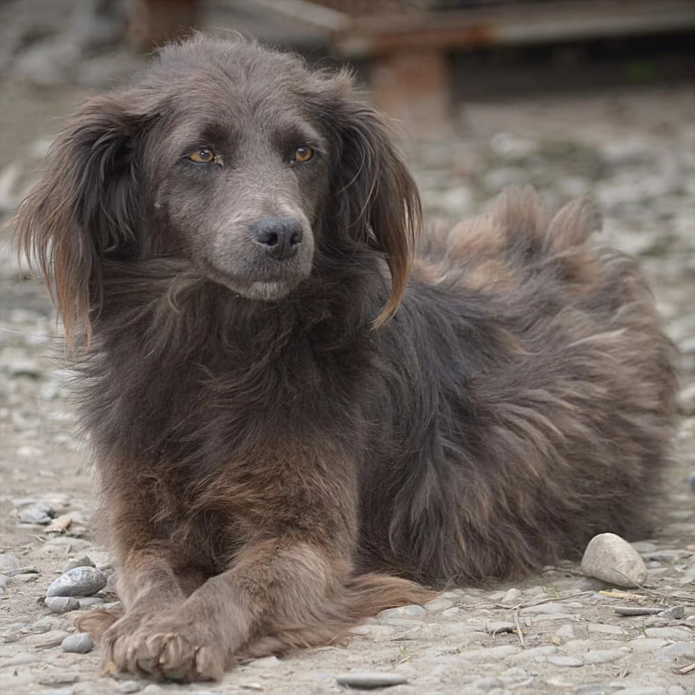 Biggy, female senior Mixed Breed for adoption at Tierschutzverein Second Chance Dogs e.V., Zornheim