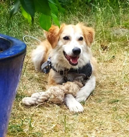 Tilly (vermittelt), female 4yo Mixed Breed for adoption at Tierschutzverein Second Chance Dogs e.V., Zornheim