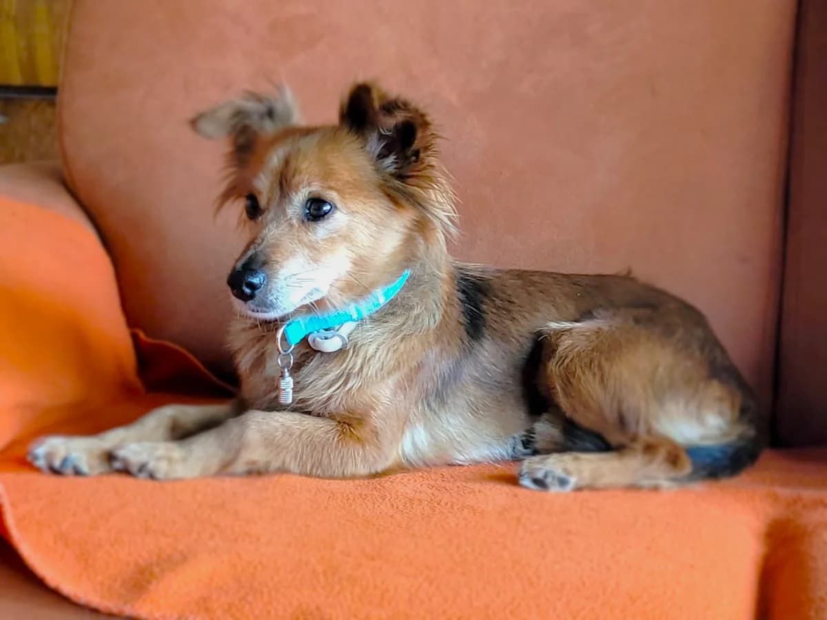 Zizel (vermittelt), female senior Mixed Breed for adoption at Tierschutzverein Second Chance Dogs e.V., Zornheim