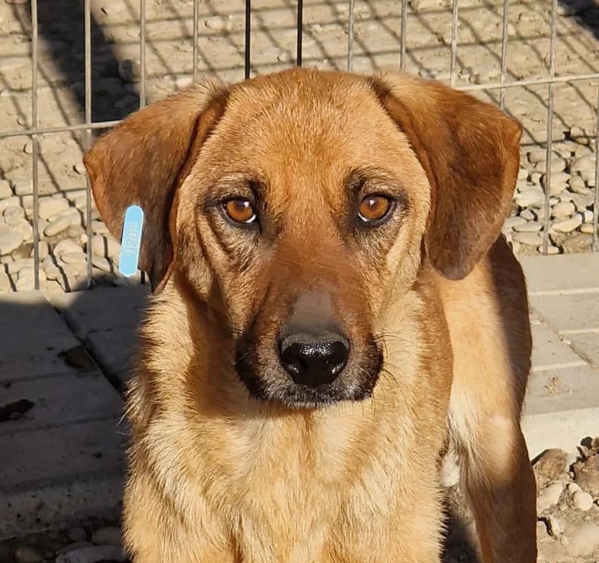 Lasca, female senior Mixed Breed for adoption at Tierschutzverein Second Chance Dogs e.V., Zornheim