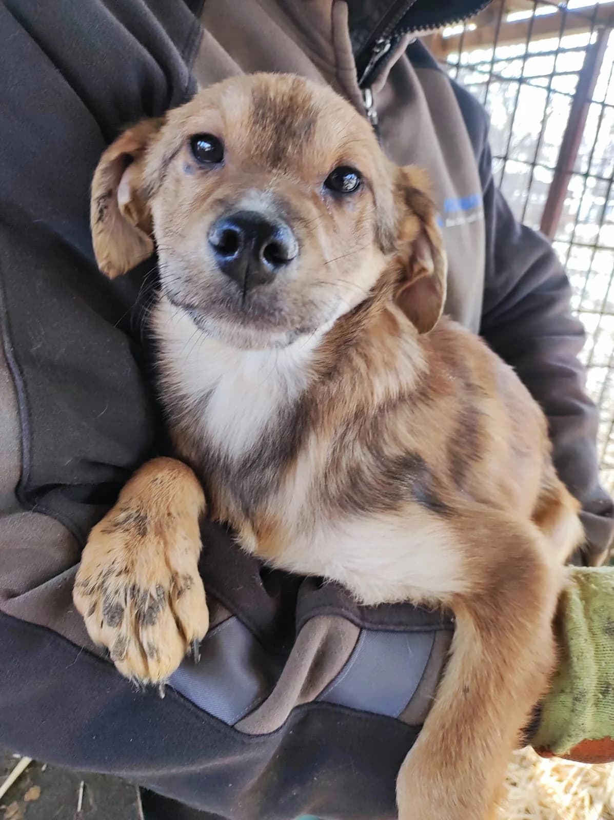 Lucca (vermittelt), male 4yo Mixed Breed for adoption at Tierschutzverein Second Chance Dogs e.V., Zornheim