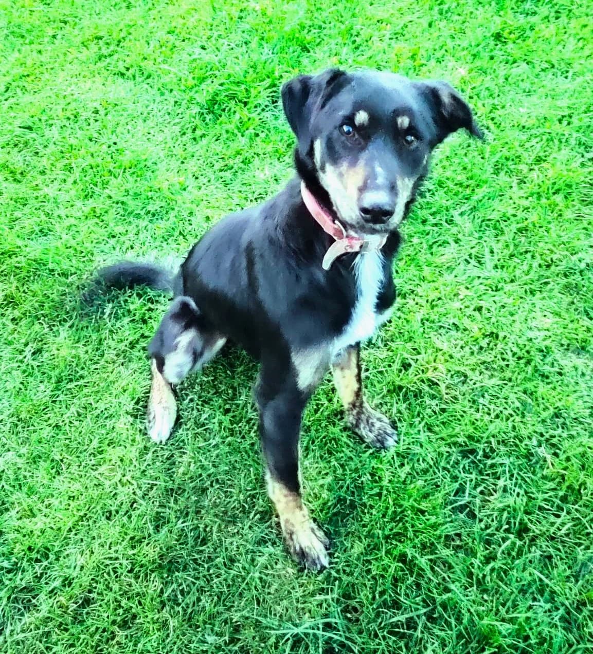 Lio, male Mixed Breed for adoption at Tierschutzverein Second Chance Dogs e.V., Zornheim