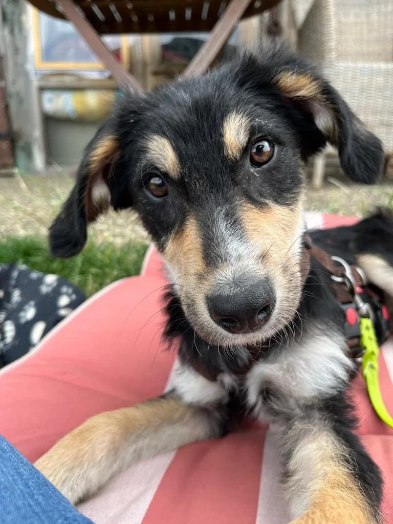 Monti (vermittelt), male 3yo Mixed Breed for adoption at Tierschutzverein Second Chance Dogs e.V., Zornheim