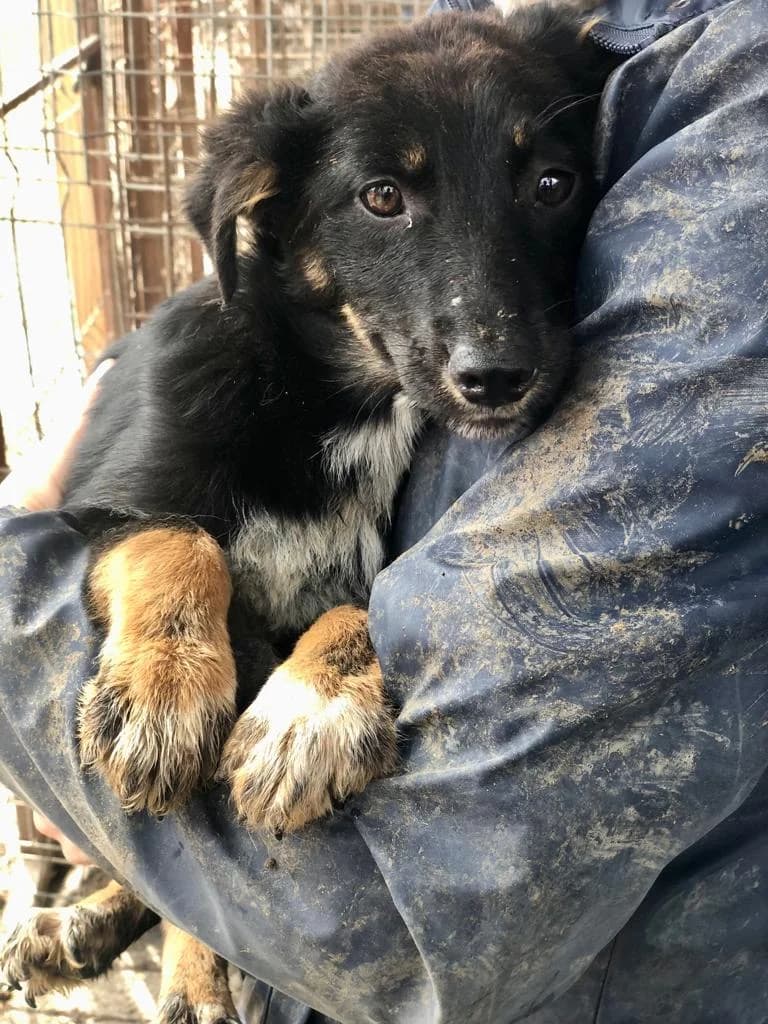 Nieke (vermittelt), female 4yo Mixed Breed for adoption at Tierschutzverein Second Chance Dogs e.V., Zornheim