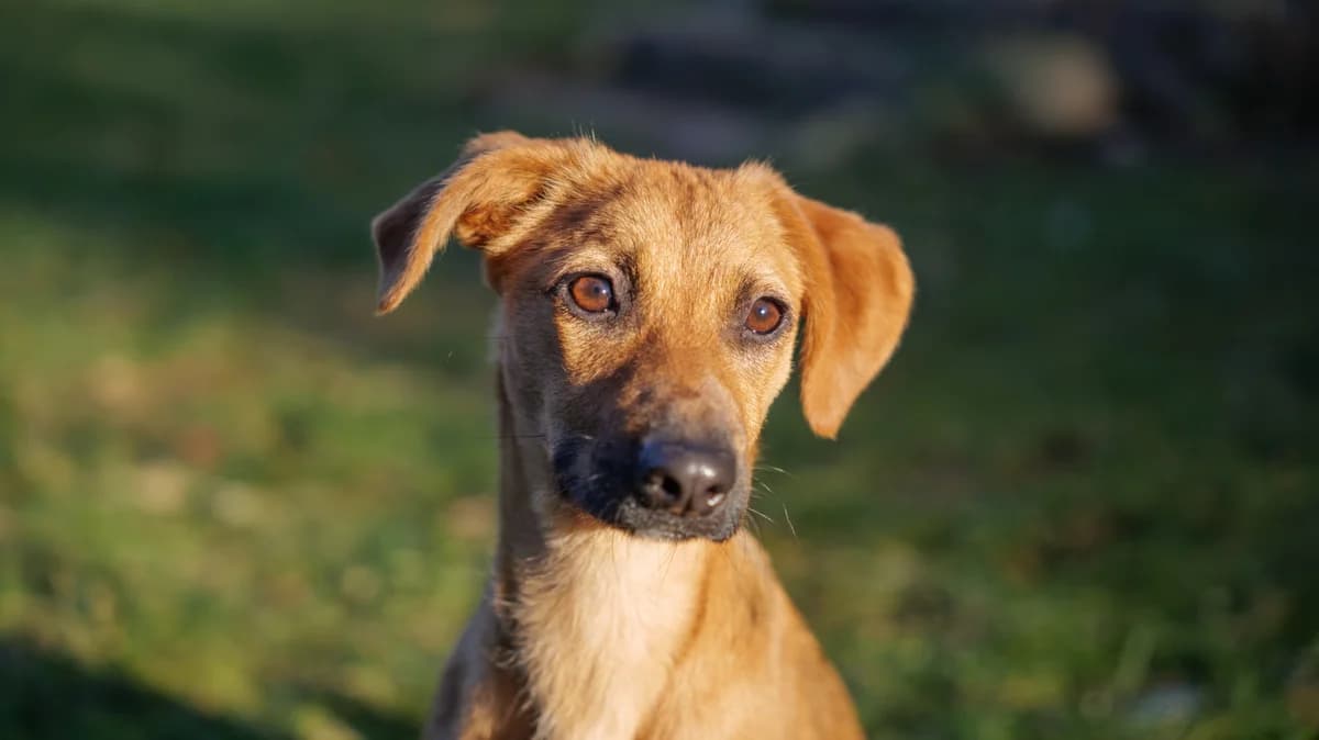 Somajia (vermittelt), male 3yo Mixed Breed for adoption at Tierschutzverein Second Chance Dogs e.V., Zornheim