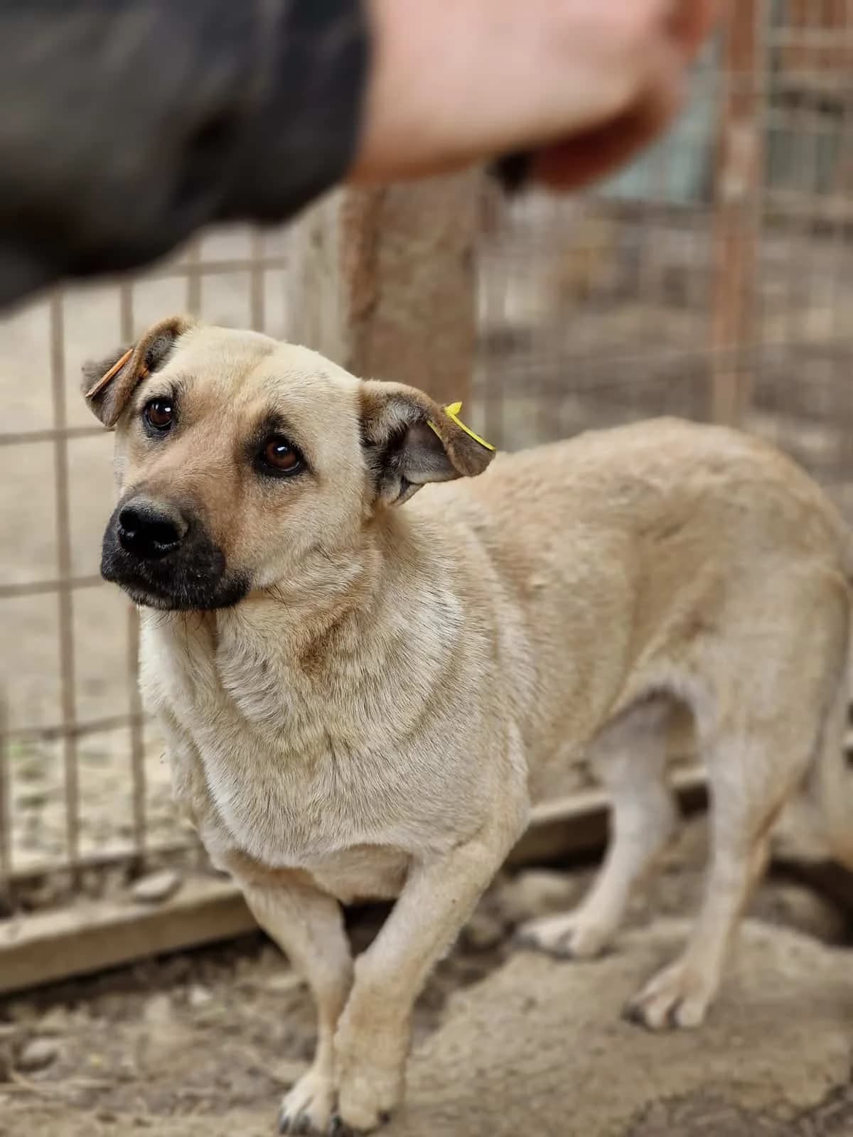 Fiene ( leider vermisst… :( ), female senior Mixed Breed for adoption at Tierschutzverein Second Chance Dogs e.V., Zornheim