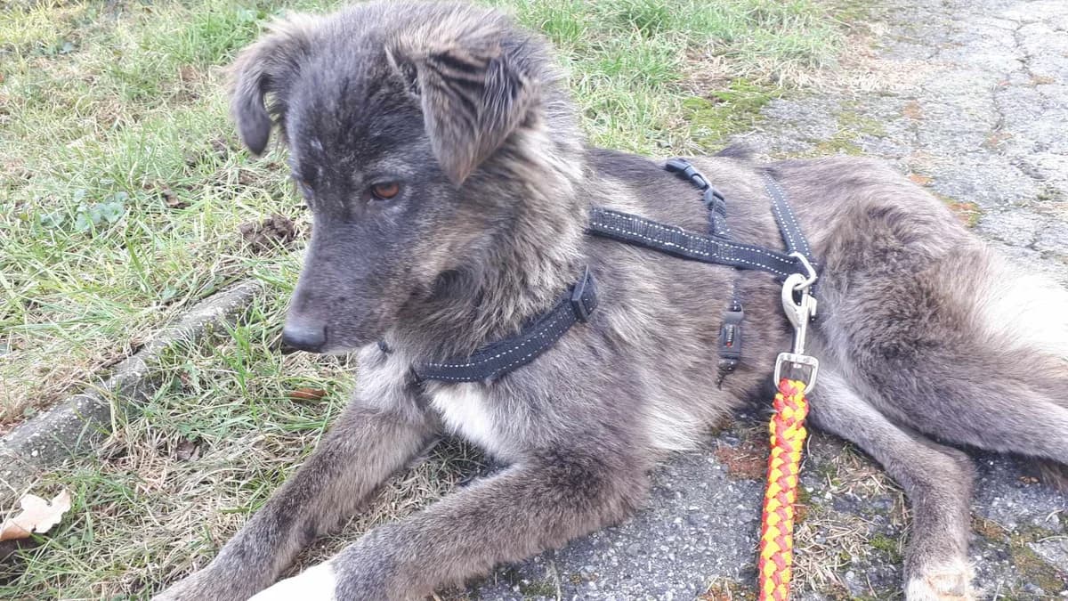 Daisy (vermittelt), female 4yo Mixed Breed for adoption at Tierschutzverein Second Chance Dogs e.V., Zornheim