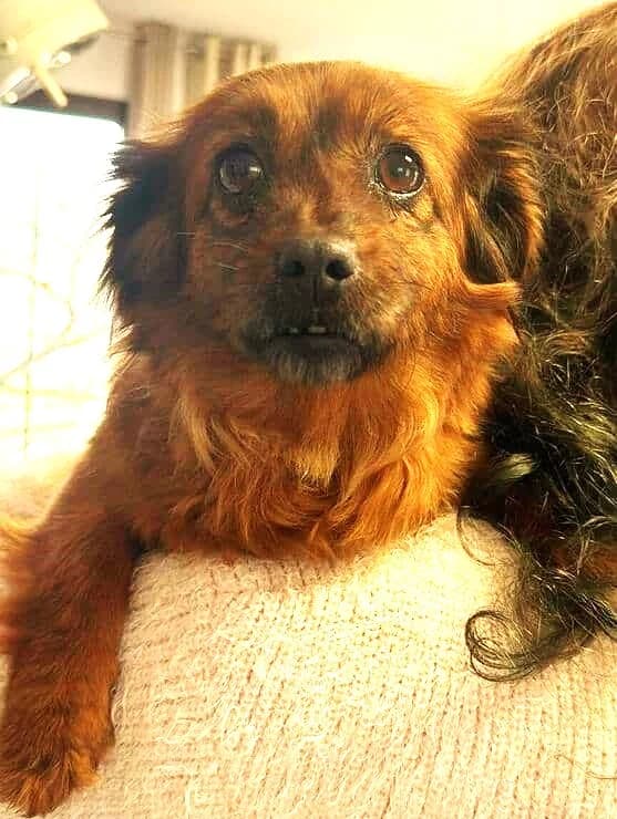 Lindie (vermittelt), female senior Mixed Breed for adoption at Tierschutzverein Second Chance Dogs e.V., Zornheim