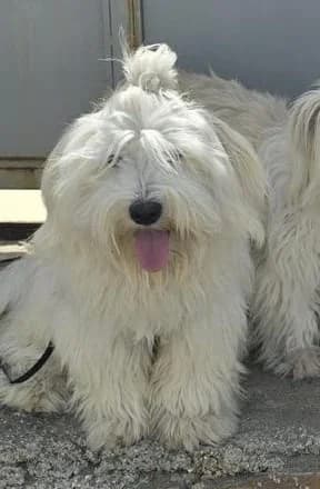Mischa (vermittelt), female 7yo Mixed Breed for adoption at Tierschutzverein Second Chance Dogs e.V., Zornheim