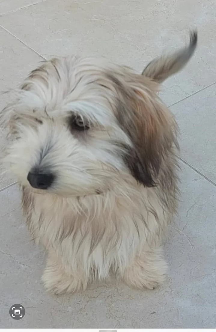 Sunny (vermittelt), female young Mixed Breed for adoption at Tierschutzverein Second Chance Dogs e.V., Zornheim