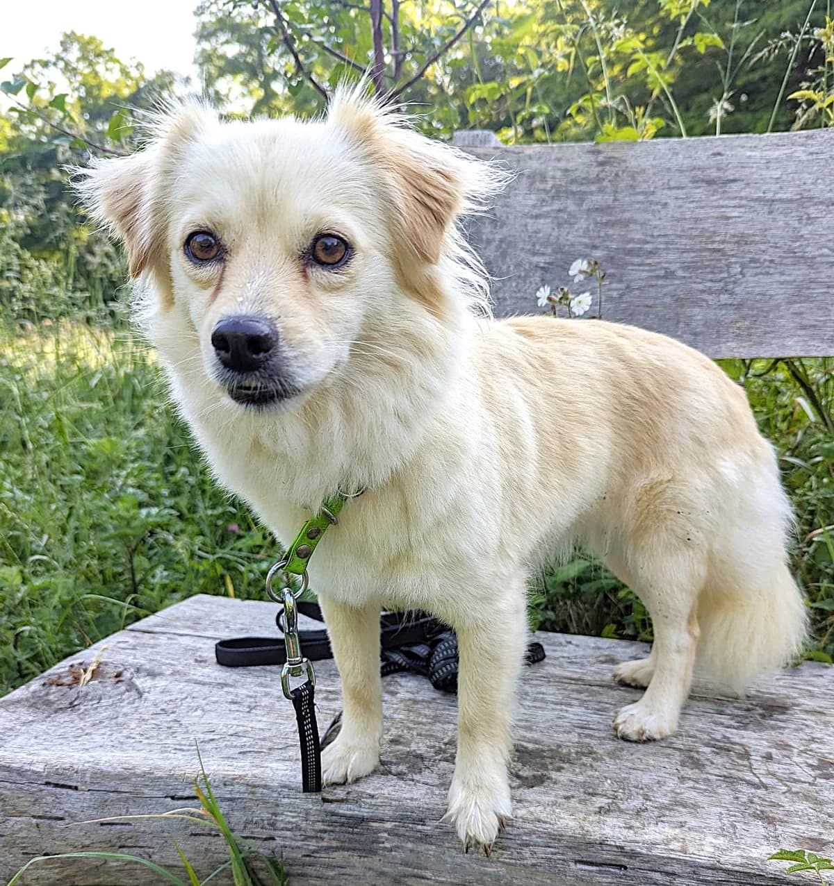 Minnos (vermittelt), female young Mixed Breed for adoption at Tierschutzverein Second Chance Dogs e.V., Zornheim