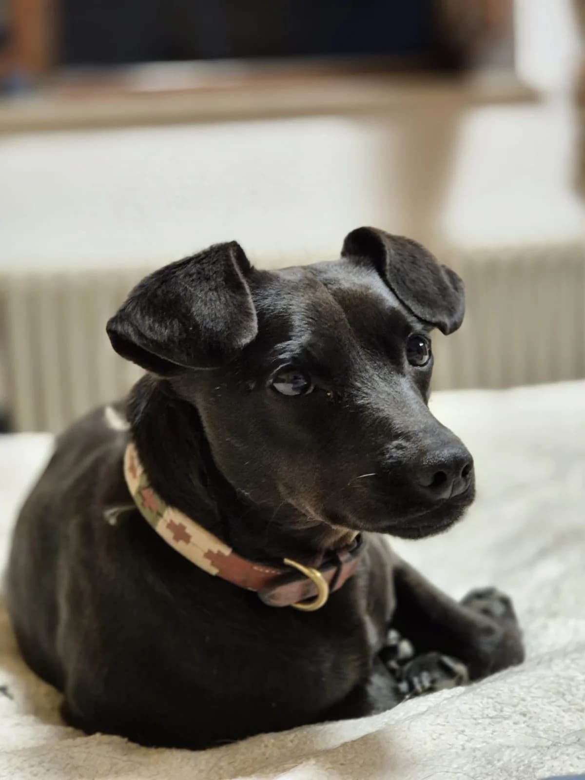 Max (Vermittlungshilfe), male 7yo Mixed Breed for adoption at Tierschutzverein Second Chance Dogs e.V., Zornheim