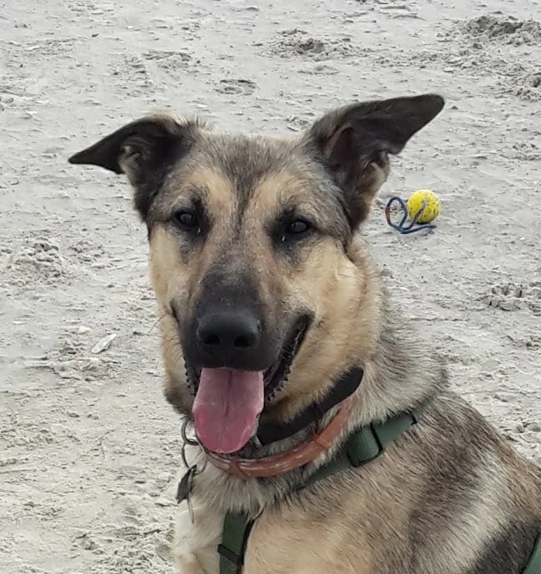 Olaf (Vermittlungshilfe), male 5yo Mixed Breed for adoption at Tierschutzverein Second Chance Dogs e.V., Zornheim