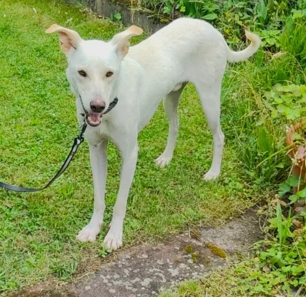 Minos, male senior Mixed Breed for adoption at Tierschutzverein Second Chance Dogs e.V., Zornheim