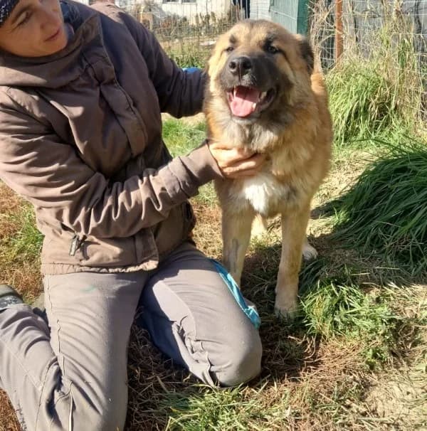 Barney, male young Mixed Breed for adoption at Tierschutzverein Second Chance Dogs e.V., Zornheim