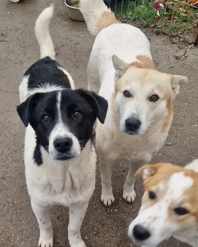 Dooley, male young Mixed Breed for adoption at Tierschutzverein Second Chance Dogs e.V., Zornheim