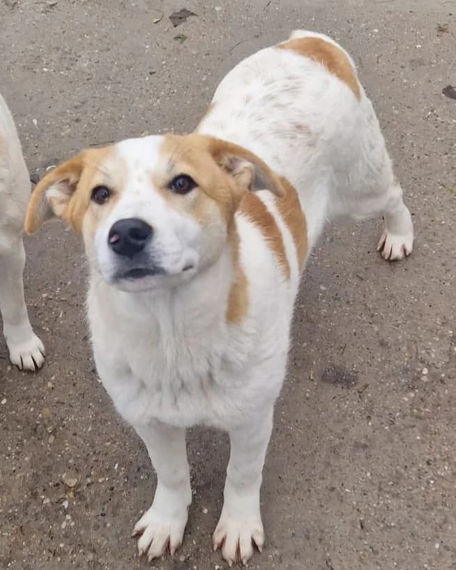 Sina, female young Mixed Breed for adoption at Tierschutzverein Second Chance Dogs e.V., Zornheim