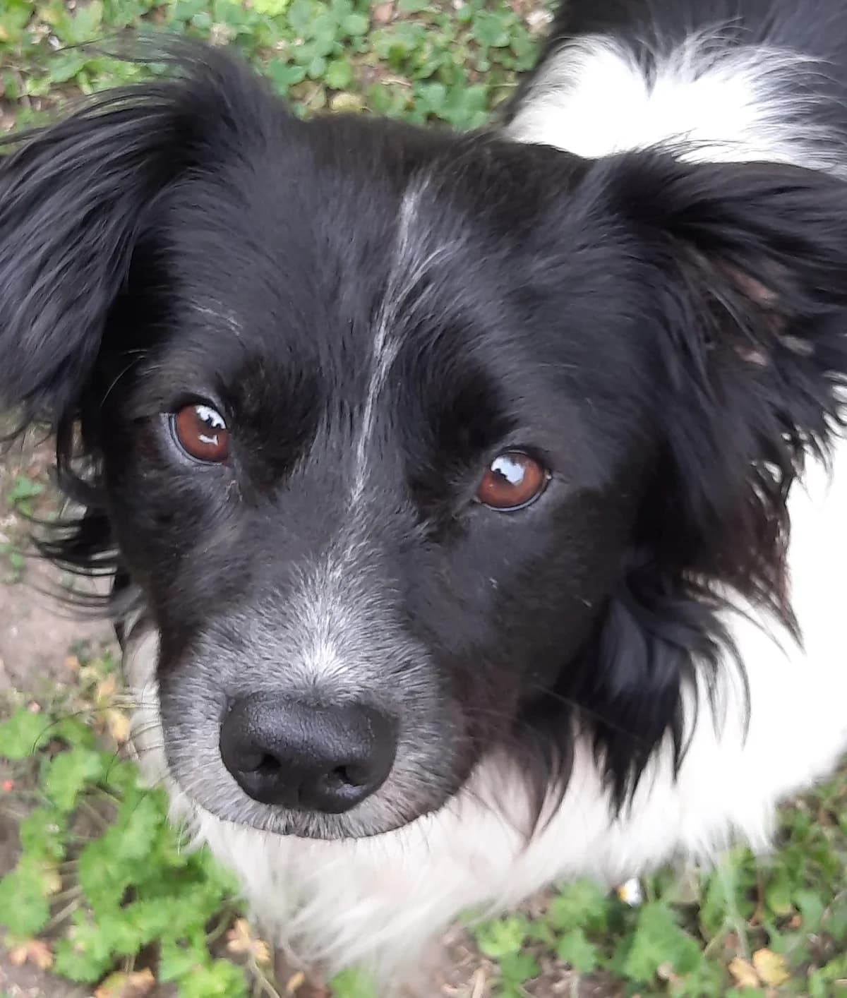 Nelson (vermittelt), male 3yo Mixed Breed for adoption at Tierschutzverein Second Chance Dogs e.V., Zornheim