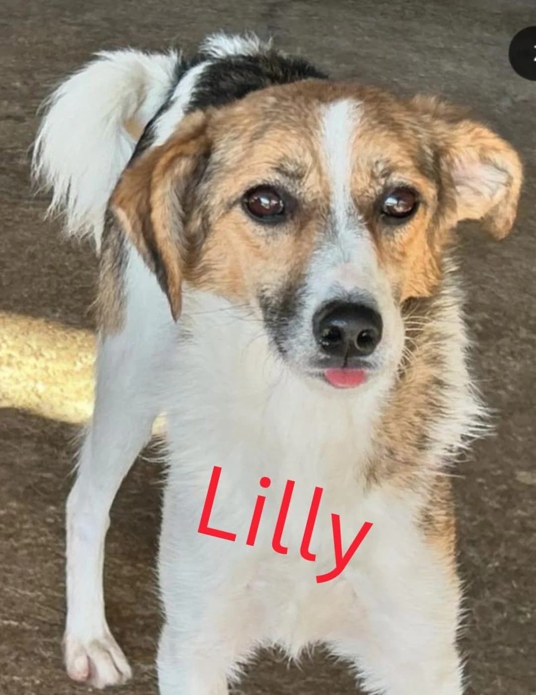 Lilly, female 4yo Mixed Breed for adoption at Tierschutzverein Second Chance Dogs e.V., Zornheim