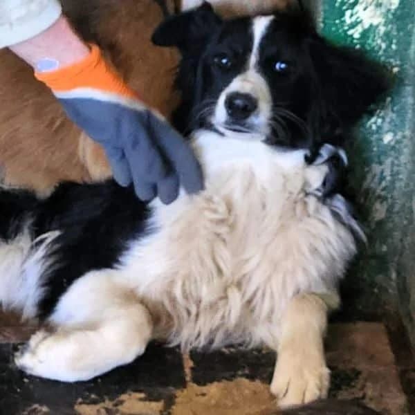 Osco ( wird leider vermisst :( ), male 4yo Mixed Breed for adoption at Tierschutzverein Second Chance Dogs e.V., Zornheim
