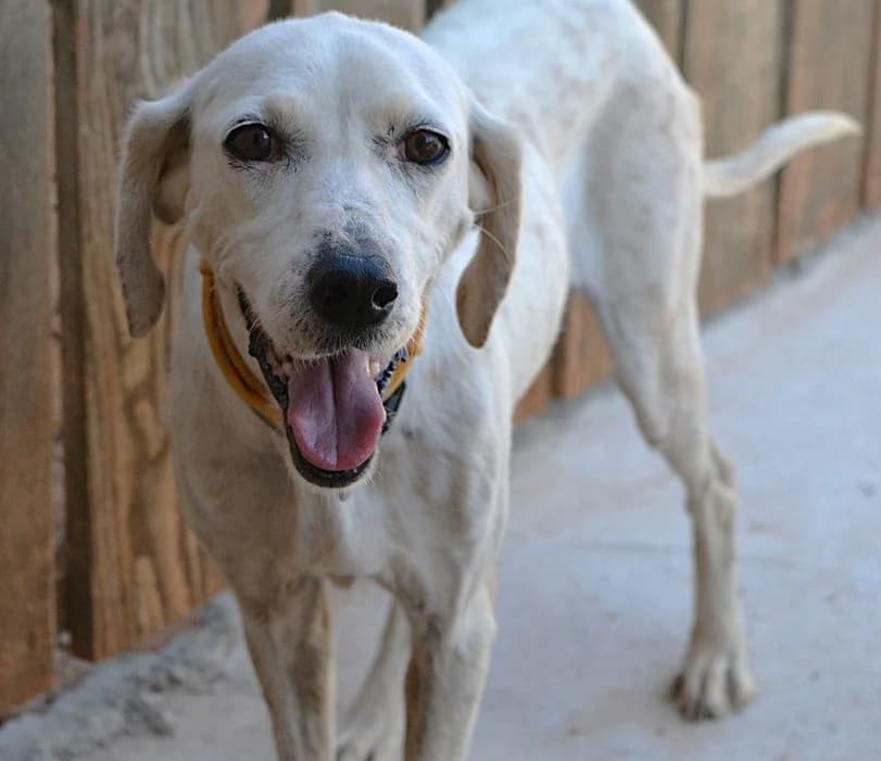 Frini F., female 3yo Mixed Breed for adoption at Tierschutzverein Second Chance Dogs e.V., Zornheim