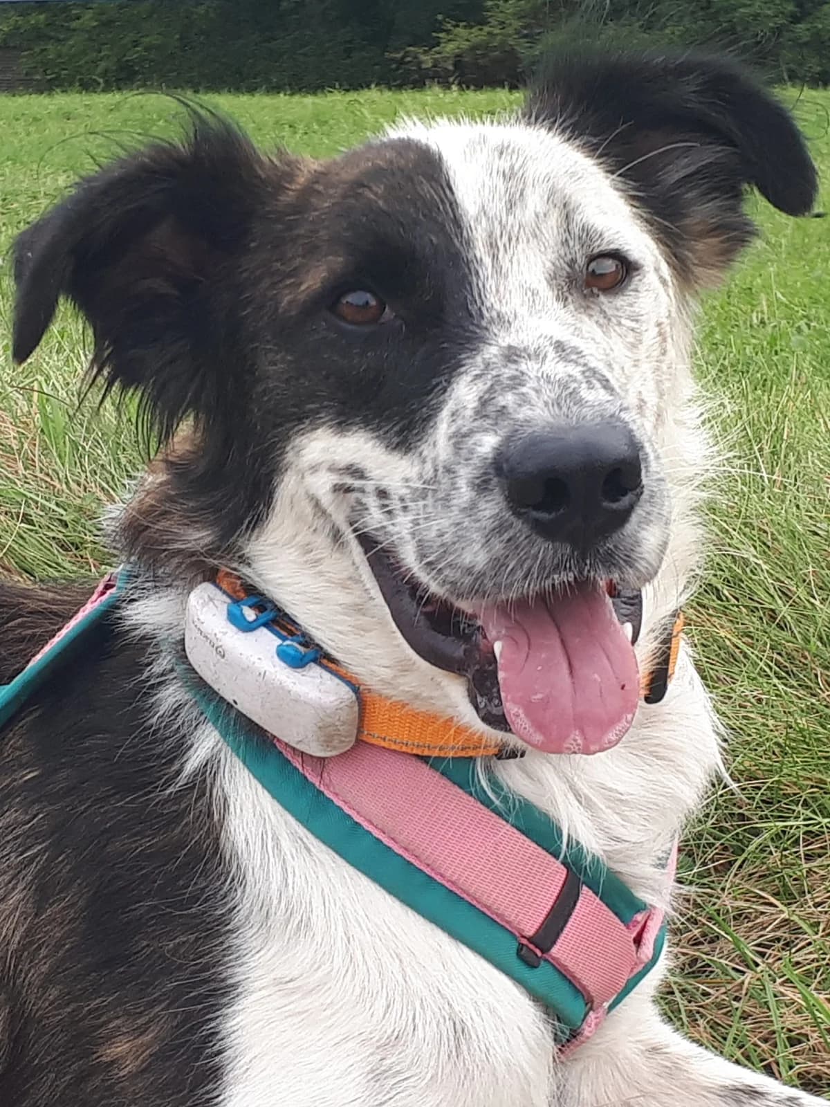 Aran (vermittelt), male Mixed Breed for adoption at Tierschutzverein Second Chance Dogs e.V., Zornheim