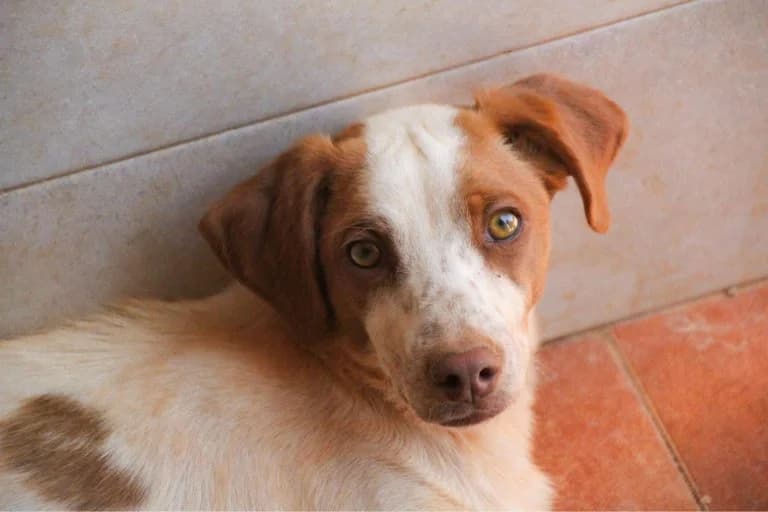 Odie, male 3yo Mixed Breed for adoption at Tierschutzverein Second Chance Dogs e.V., Zornheim