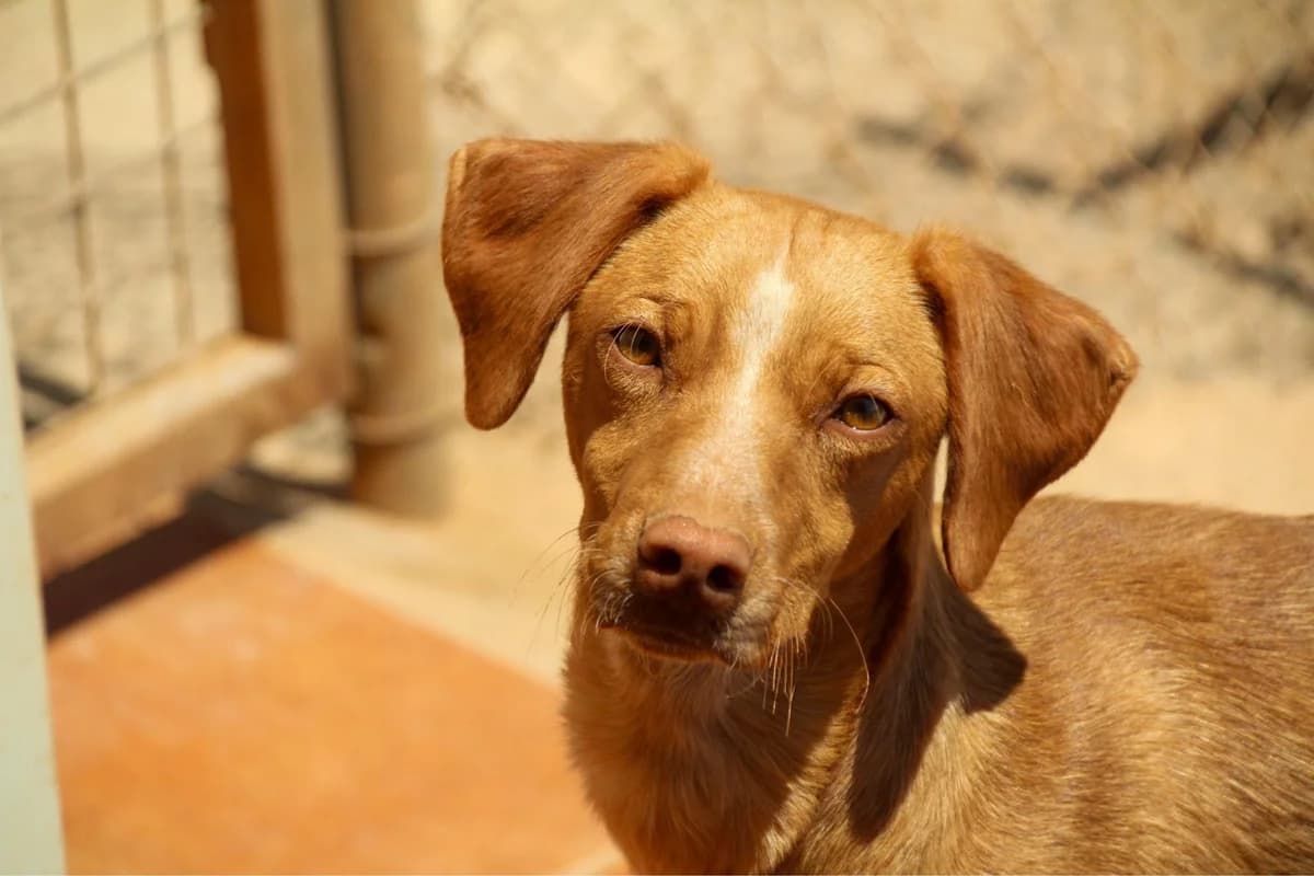 Enzo, male 3yo Mixed Breed for adoption at Tierschutzverein Second Chance Dogs e.V., Zornheim