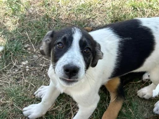 Alina C, female puppy Mixed Breed for adoption at Tierschutzverein Second Chance Dogs e.V., Zornheim