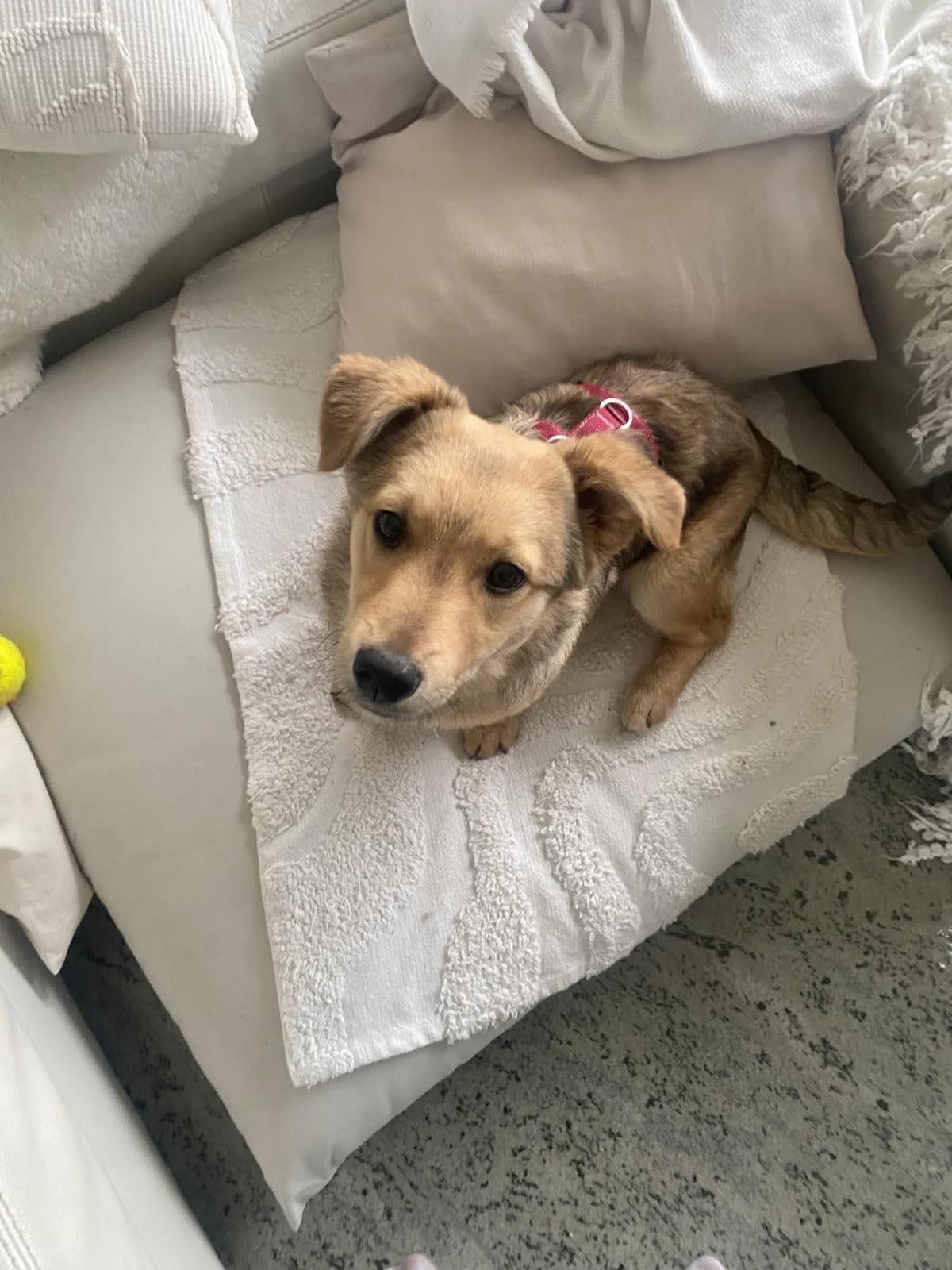 Tiffany, female puppy Mixed Breed for adoption at Tierschutzverein Second Chance Dogs e.V., Zornheim