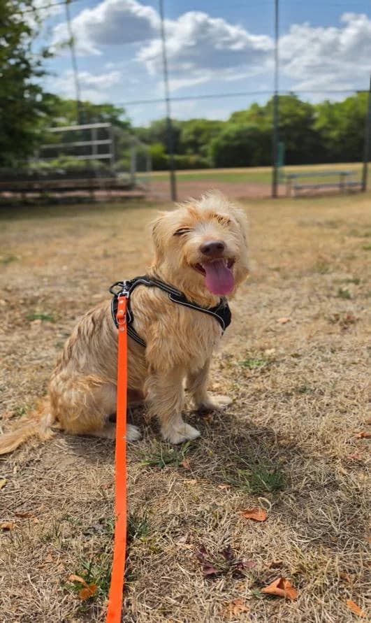 Yoshi / Winnie, male young Mixed Breed for adoption at Tierschutzverein Second Chance Dogs e.V., Zornheim