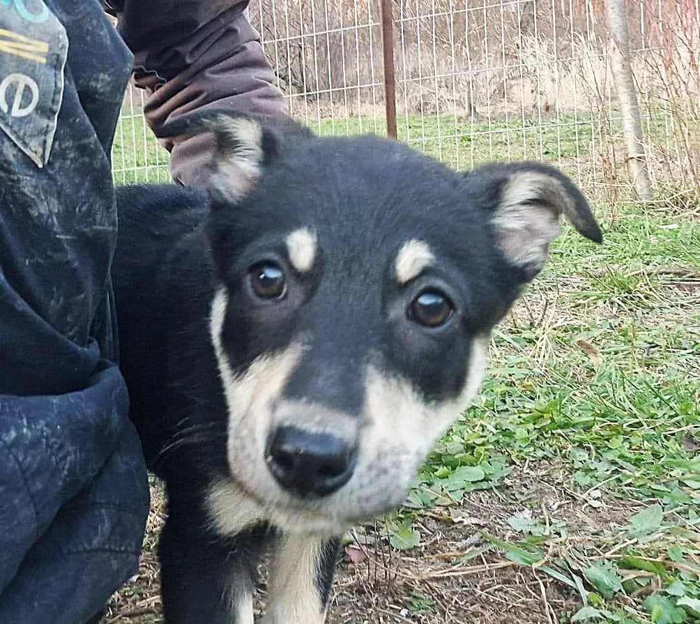 Eyla G, female puppy Mixed Breed for adoption at Tierschutzverein Second Chance Dogs e.V., Zornheim