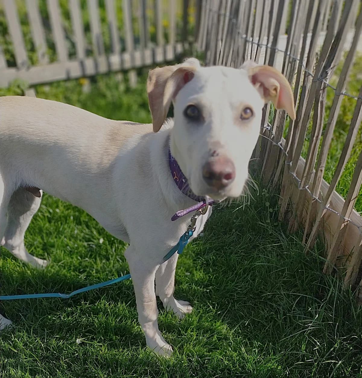 Jaz, male puppy Mixed Breed for adoption at Tierschutzverein Second Chance Dogs e.V., Zornheim