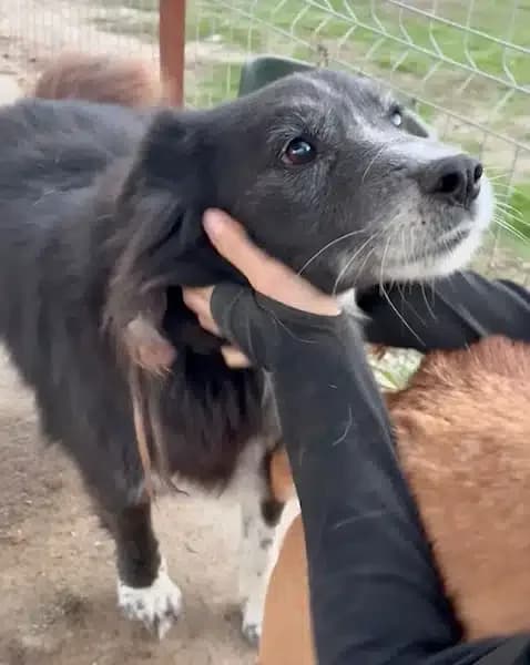 Tintin, male 6yo Mixed Breed for adoption at Tierschutzverein Second Chance Dogs e.V., Zornheim