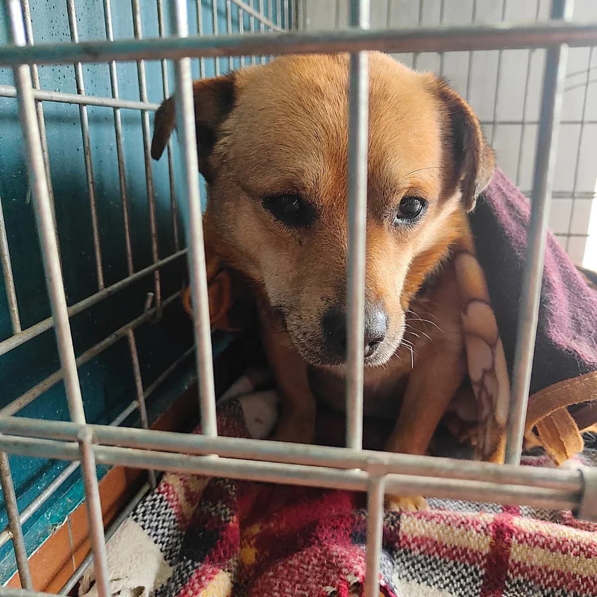 Crash (Notfall), male young Mixed Breed for adoption at Tierschutzverein Second Chance Dogs e.V., Zornheim